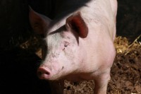 /album/fermelagrandefontaine/img-0750-jpg/