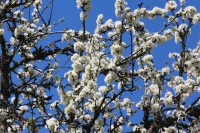 /album/fermelagrandefontaine/img-0810-jpg/